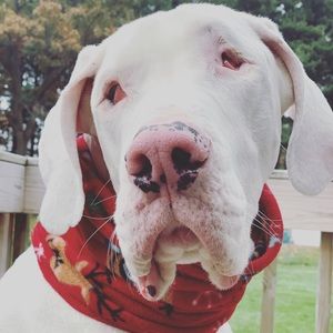 Meet your Posher, Veronica